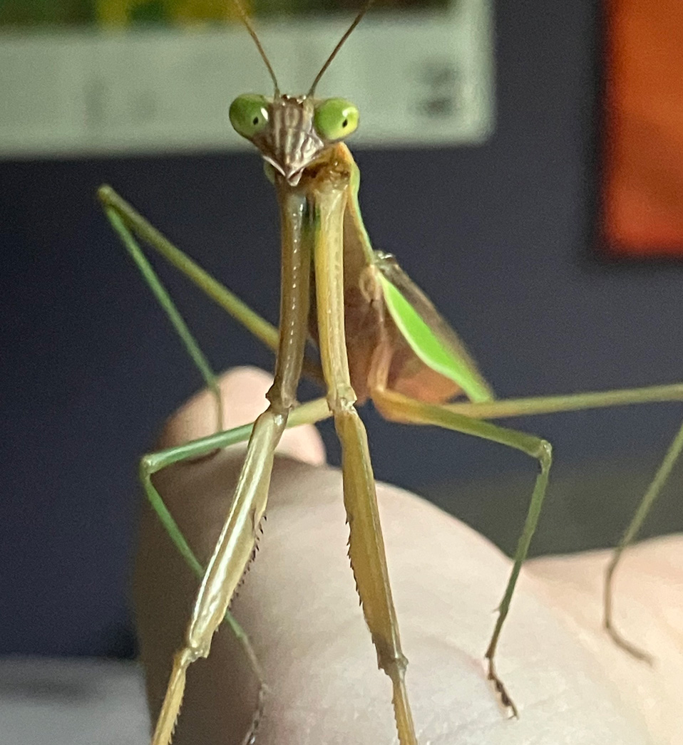 a photo of an adult Chinese mantis with a brown-gold body, green eyes, and green legs facing the camera while standing on a person's han.