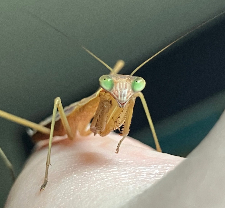 a photo of a tan Tenodera genus mantis with vibrant green eyes, facing the viewer and standing on a person's open hand.