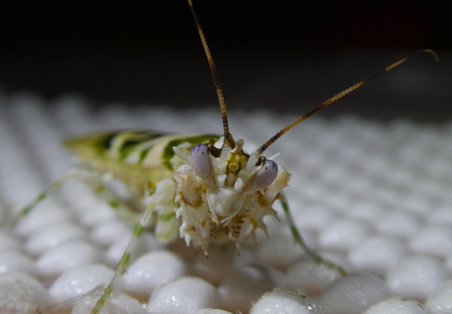 A photo of a white-and-viridian common spiny flower mantis facing the viewer with her lavender eyes.