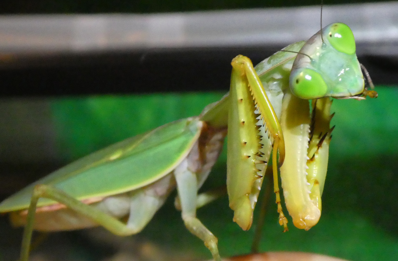 A photo of a green giant shield mantis viewed from the side as she tips her head to clean a front foot.