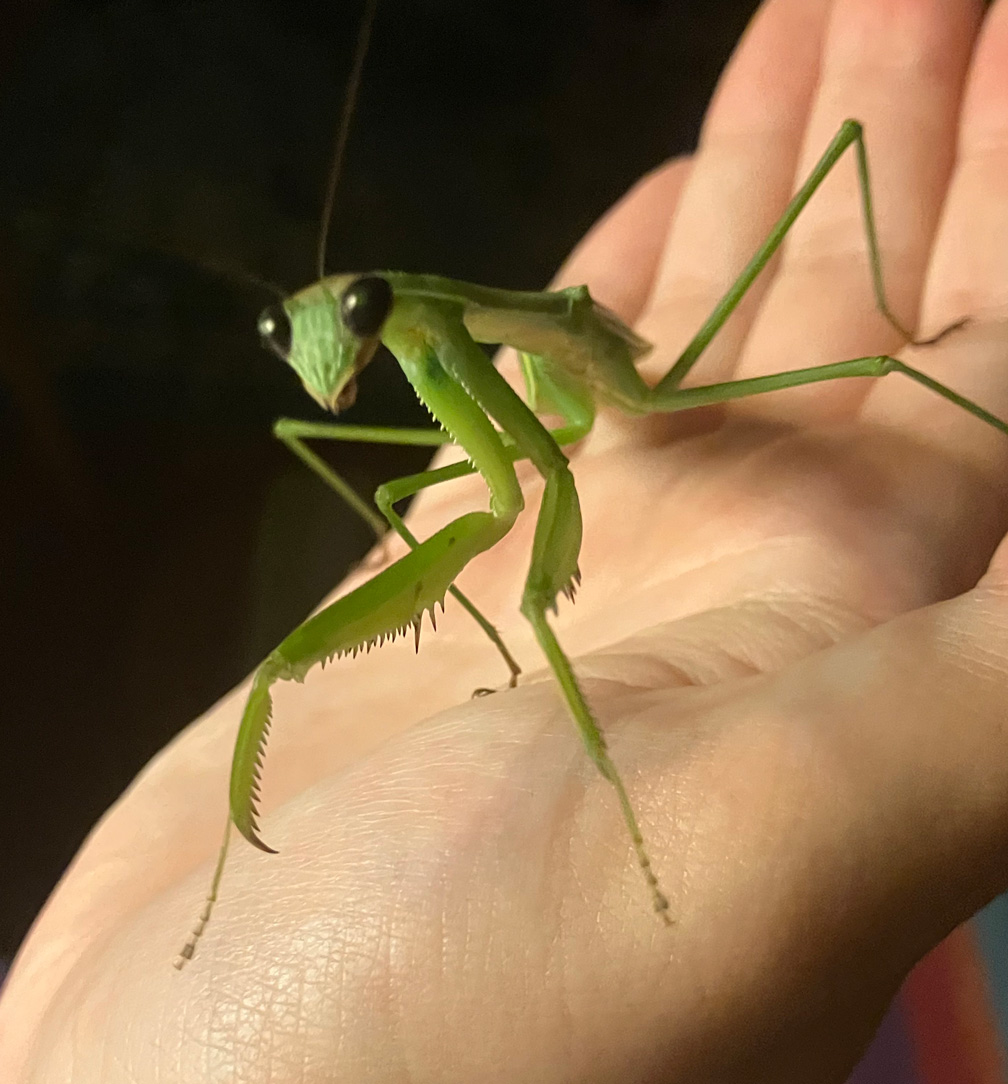 a photo of a green adult Chinese mantis crawling towards the camera on a person's hand, her eyes are fully black.