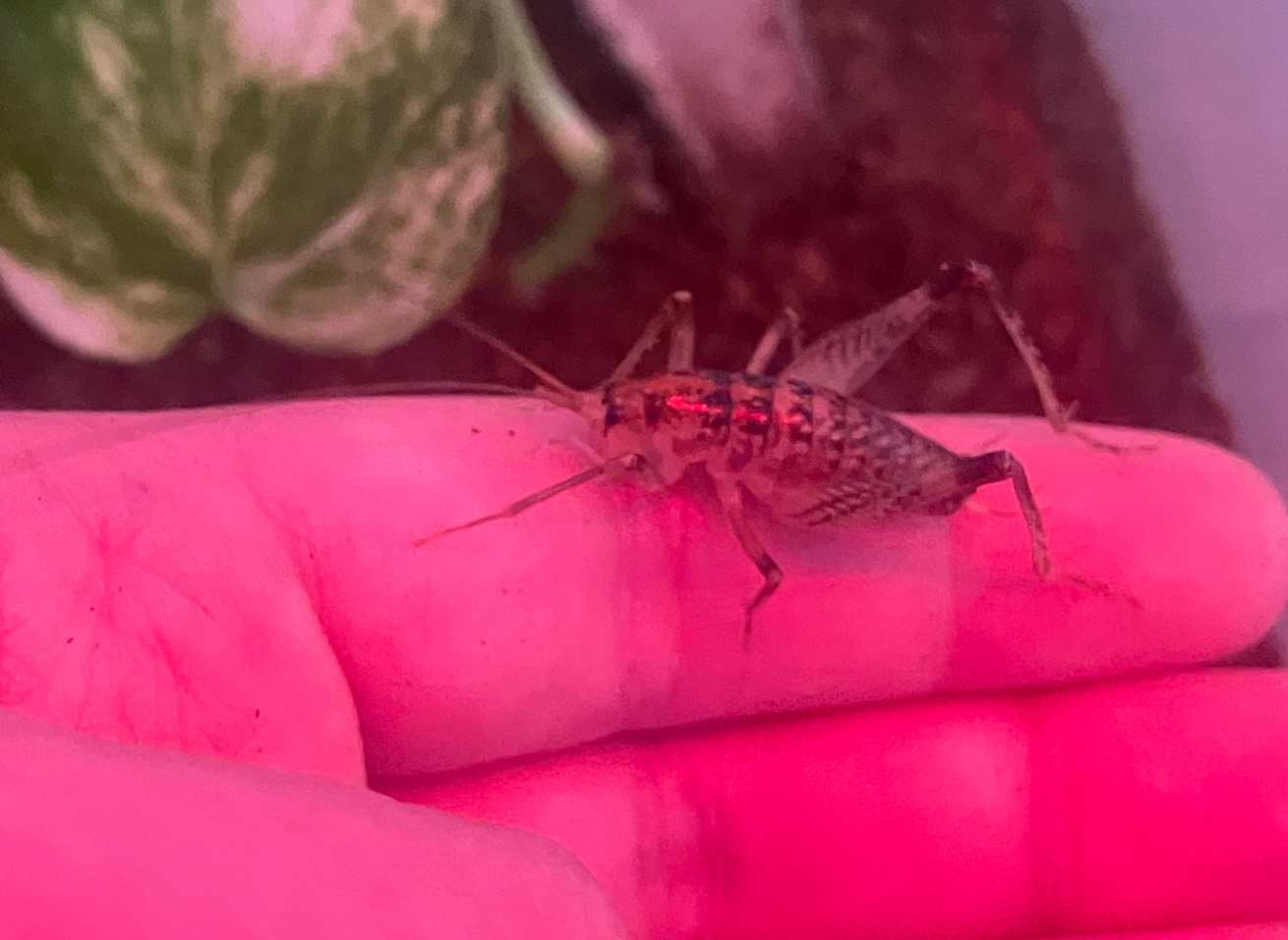 A photo of a gray cave cricket on a person's finger under red light.
