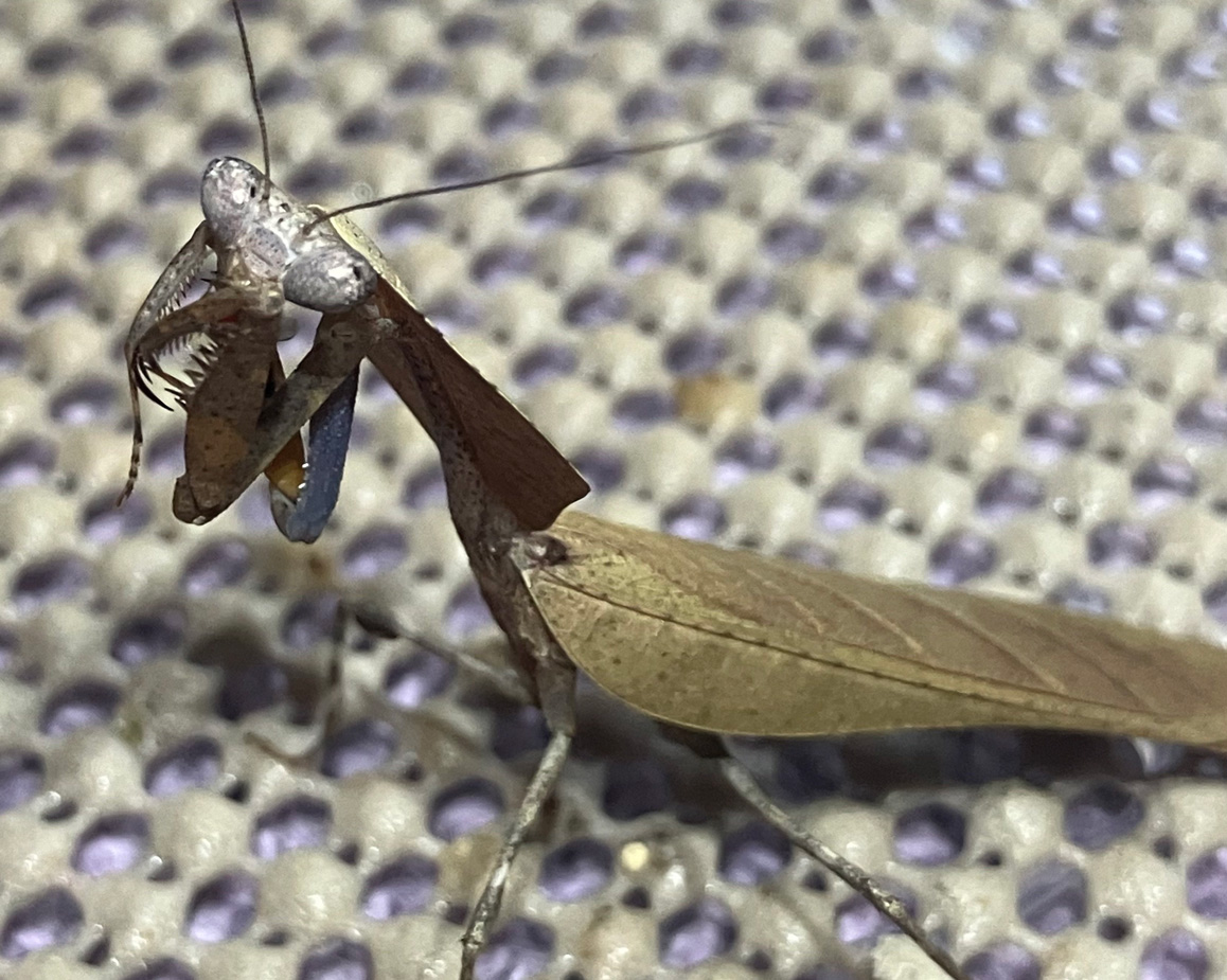 a photo of a brown dead-leaf mantis with his front arms held up by his mouth to clean them.